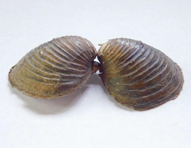 Asian clam shells, still hinged together, at angle to show ridges on shell exterior