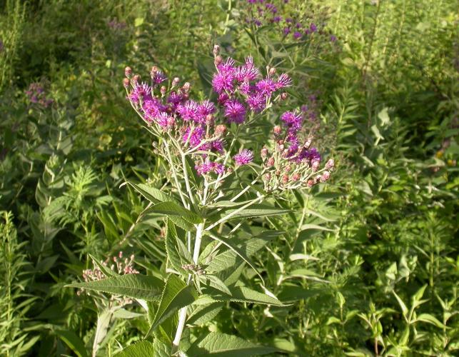 Western ironweed plant growing among several other plants