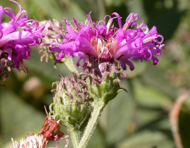 Western ironweed flowerheads, side view, showing recurved involucral bracts