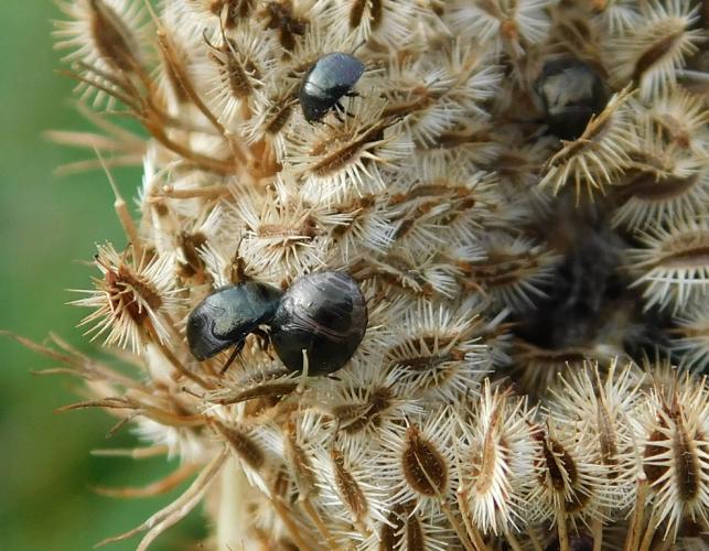 Ebony bug nymphs feeding on a cluster of maturing seeds of Queen Anne’s lace