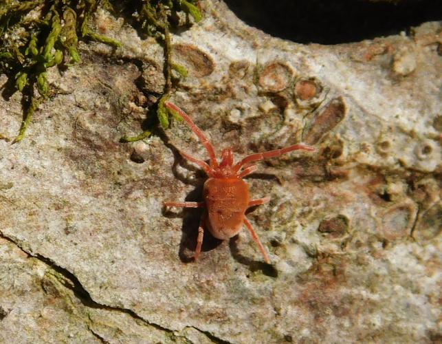 True velvet mite walking on a barkless log at Clifty Creek Conservation Area