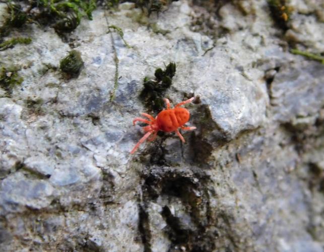 True velvet mite walking on a dolomite outcrop at Painted Rock Conservation Area