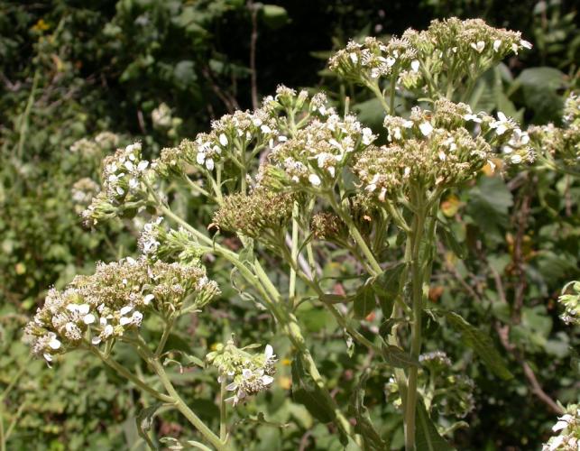 White crownbeard plant in late bloom, viewed from the side