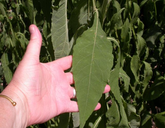 White crownbeard leaf being held in position by a person’s hand