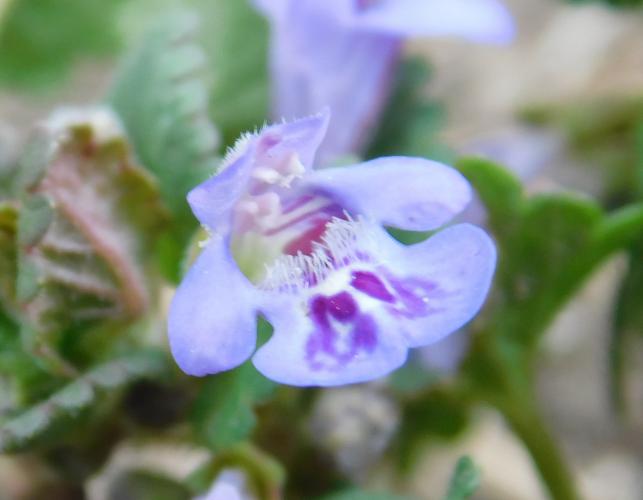Ground ivy or creeping Charlie closeup of a flower