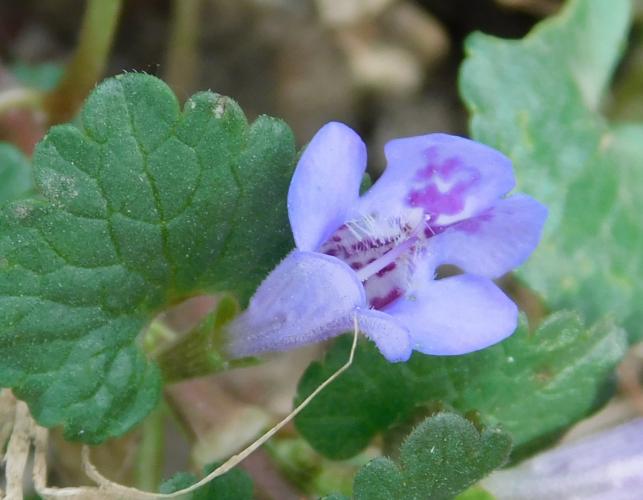 Ground ivy, or creeping Charlie, leaves and flower, viewed from above