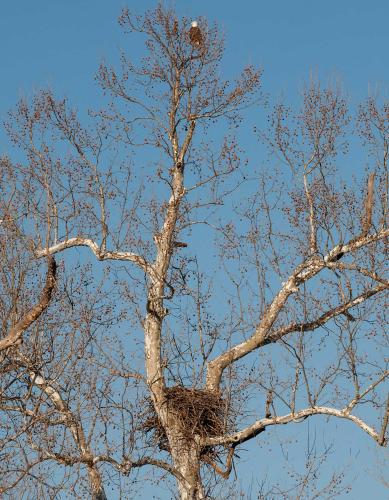 Sycamore tree with eagle nest, with eagle perched in branches high above the nest