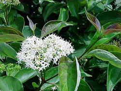 A cluster of white flowers on a gray dogwood tree