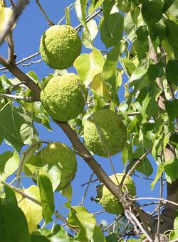 Photo of Osage orange fruits hanging in tree.