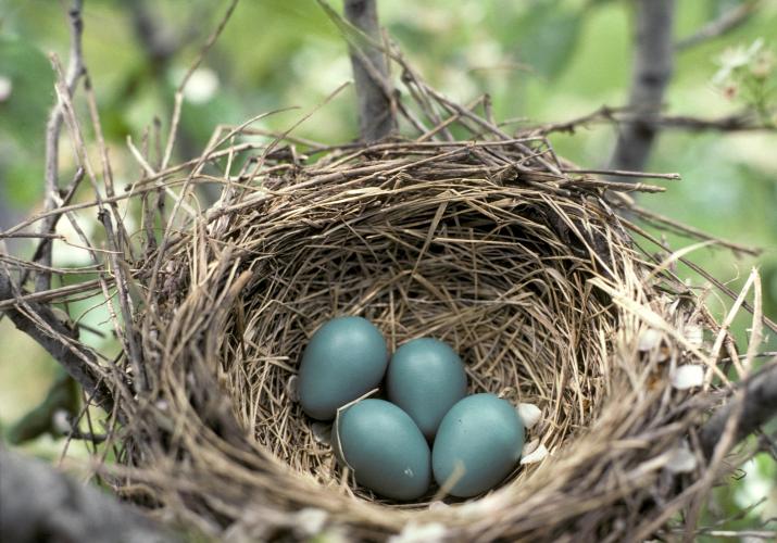 American robin eggs