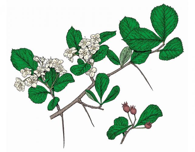 Illustration of cockspur thorn leaves, flowers, fruits.