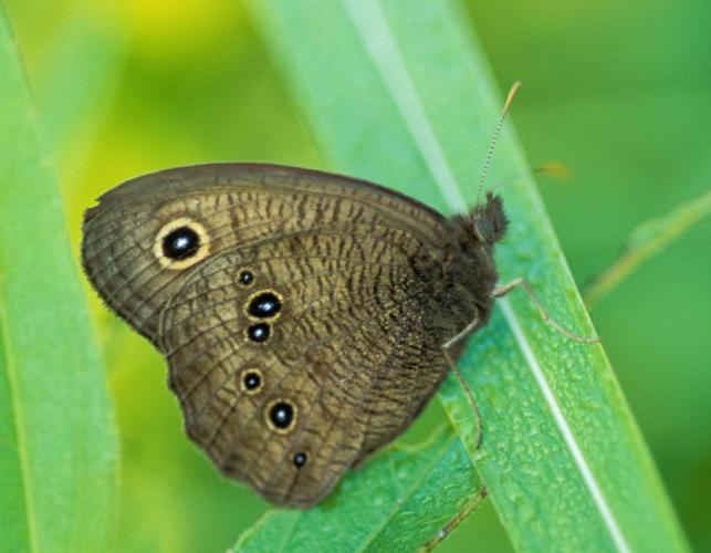 Photo of a common wood nymph butterfly resting on a grass blade at Helton Prairie