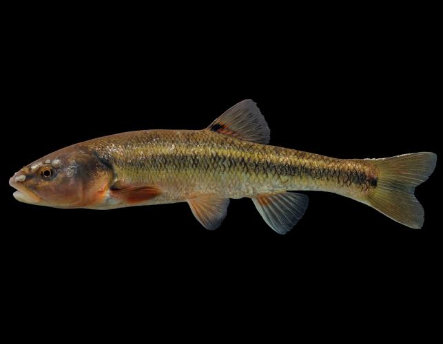 Creek chub male in spawning colors, side view photo with black background