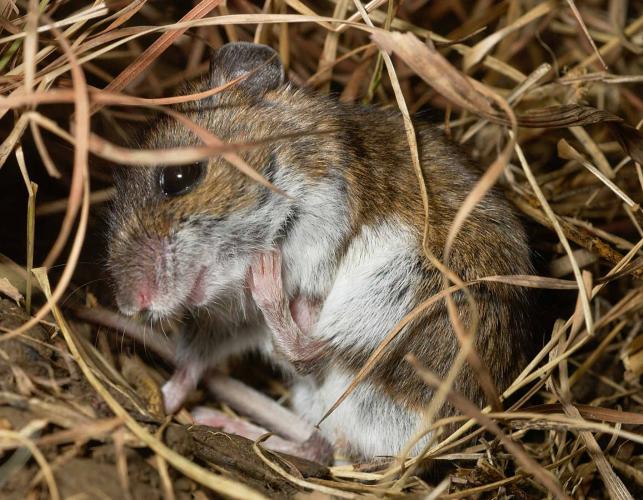 Photo of a deer mouse in its nest of dried grasses, using its hind foot to scratch its jaw