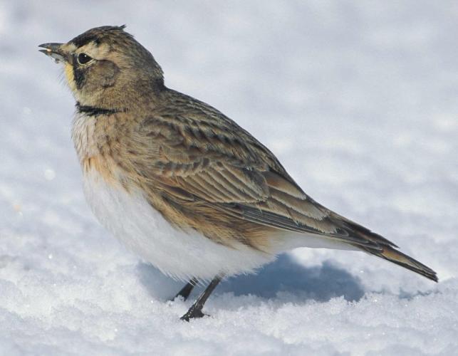 Photo of a horned lark, perhaps a female or winter male.
