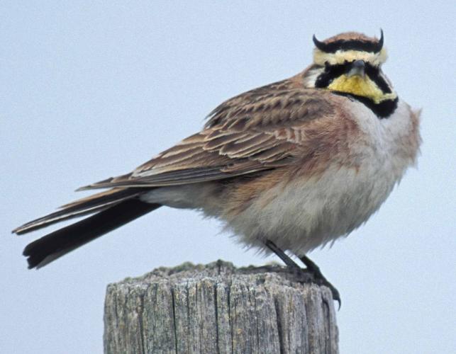 Photo of a horned lark perched on a fencepost.