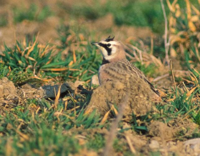 Photo of a horned lark on ground with some tufts of short grass.