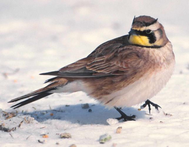 Photo of a horned lark on snowy ground, walking.