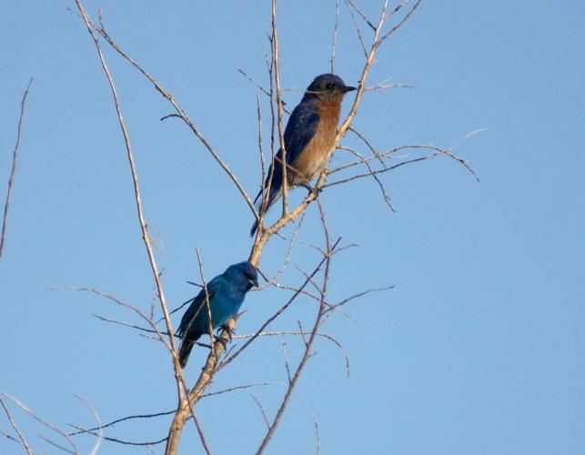 Photo of male indigo bunting and male eastern bluebird perched near each other.