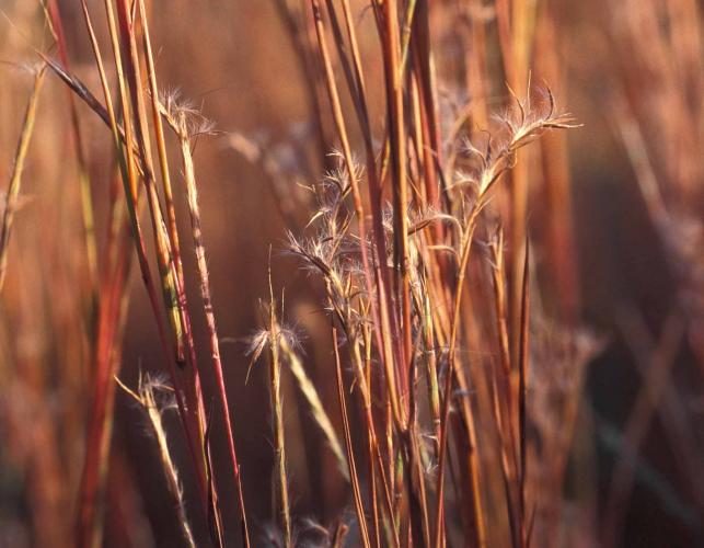 Photo of mature seed heads of little bluestem showing fall color