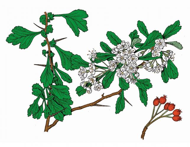Illustration of littlehip hawthorn leaves, flowers, fruits.