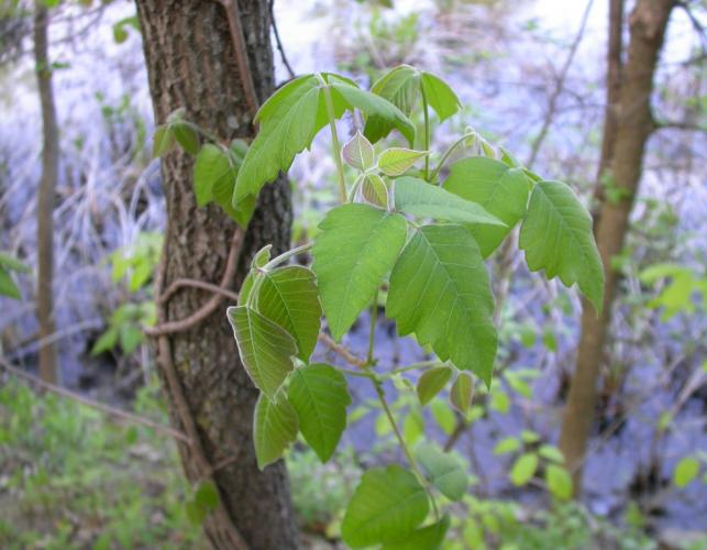 Photo of poison ivy, new growth, climbing on a tree trunk.