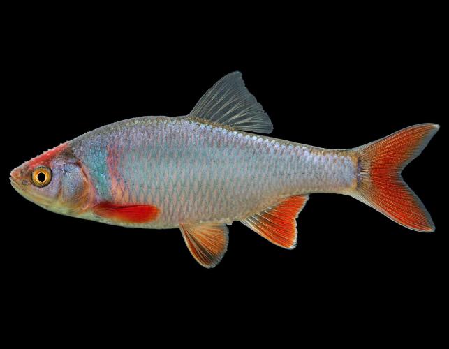 Red shiner side view photo with black background