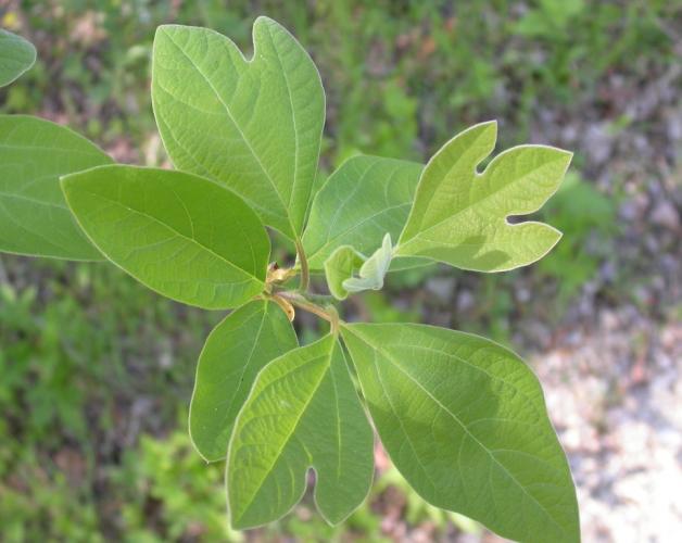 Photo of young sassafras leaves taken in early May