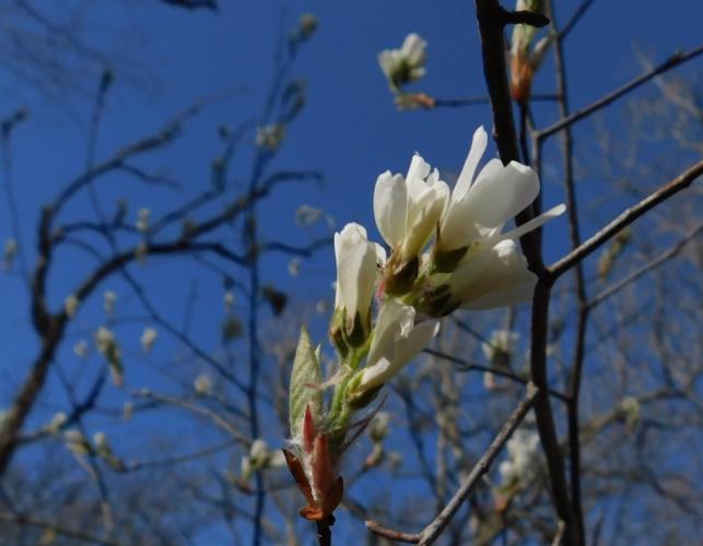 Downy serviceberry flowers on a branch tip profiled against a blue sky