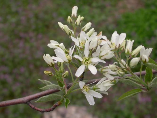 Clusters of white serviceberry flowers