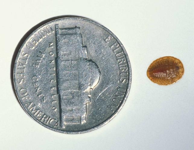 Water penny larva positioned beside nickel for scale