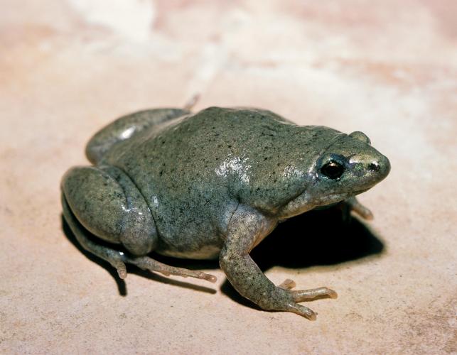 Image of a western narrow-mouthed toad