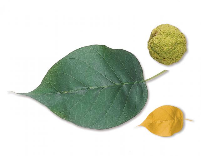 Image of an Osage orange leaf, fall leaf, and fruit.