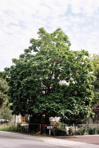 Photo of a northern catalpa tree growing in a lawn.
