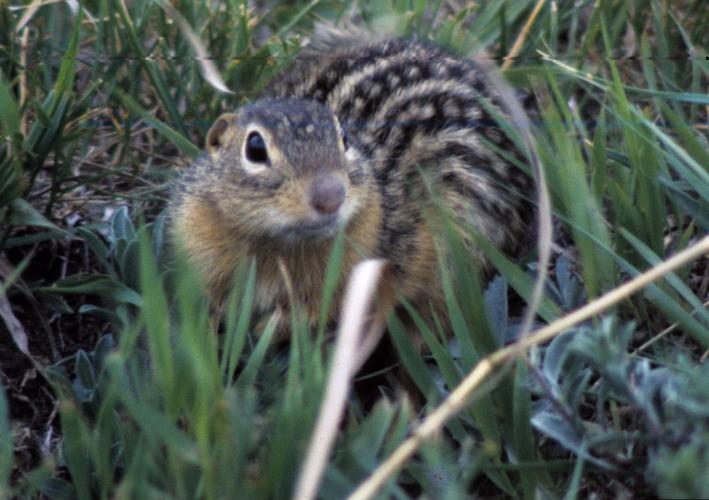 photo of a thirteen-lined ground squirrel