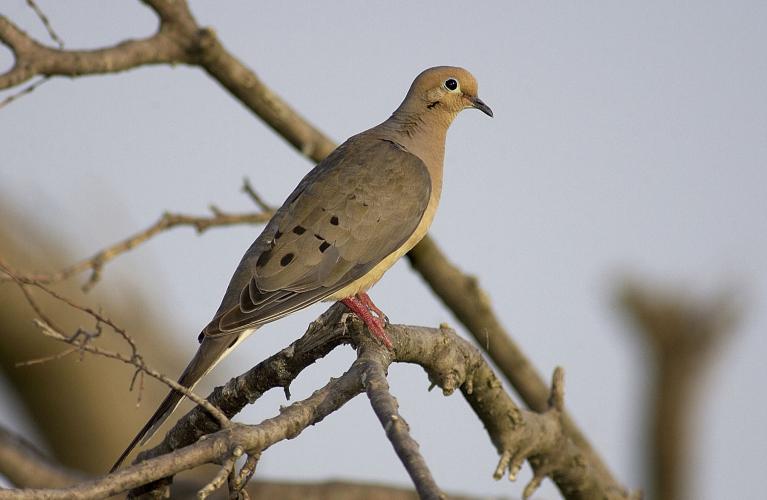 Photo of mourning dove, adult female