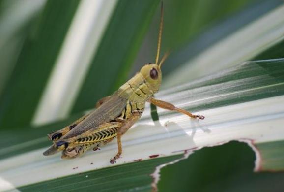 Image of a differential grasshopper.