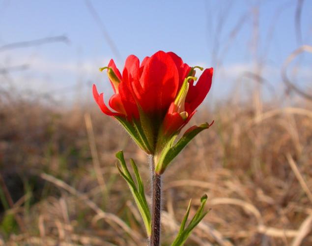 Photo of Indian paintbrush flower cluster