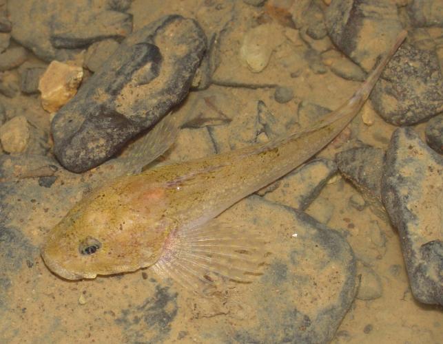 A grotto sculpin on the stream floor. Its has large oval pectoral fins. 