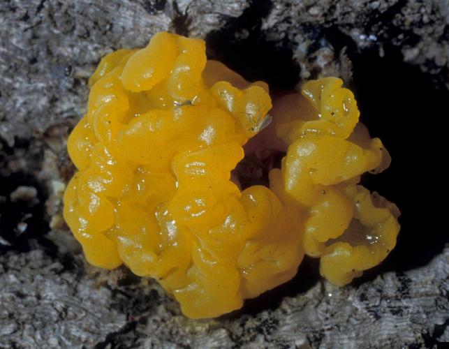 Photo of witches' butter, a fungus that is a bright yellow jellylike blob