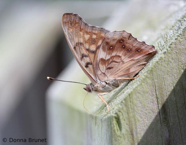 image of a Tawny Emperor, Wings Folded