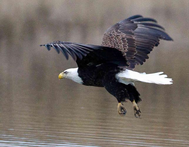 Photo of bald eagle flapping over water