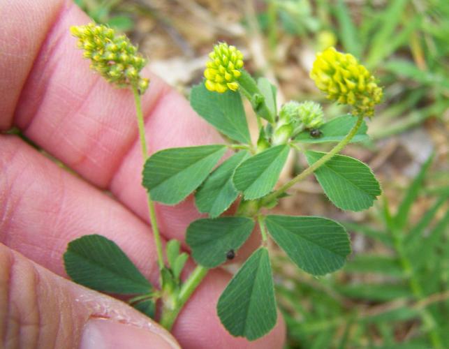 Photo of black medick, a yellow, cloverlike wildflower, held in a hand