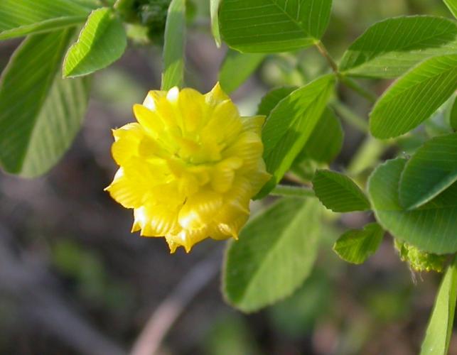 Photo of black medick closeup of cloverlike yellow flowerhead