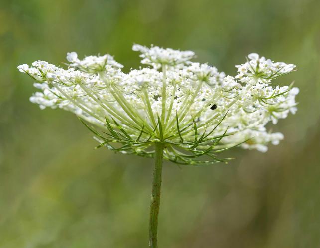 Photo of a Queen Anne's lace flower cluster, seen from the side