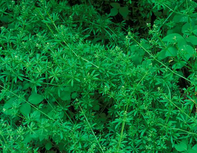 Photo of cleavers, several plants in a colony