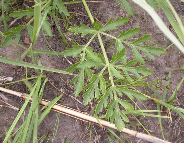 Photo of prairie parsley basal leaf.