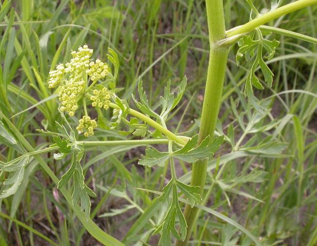 Photo of prairie parsley stalk showing base of leaf stem.