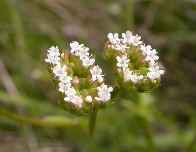 Photo of corn salad plant flower clusters showing arrangement of buds.