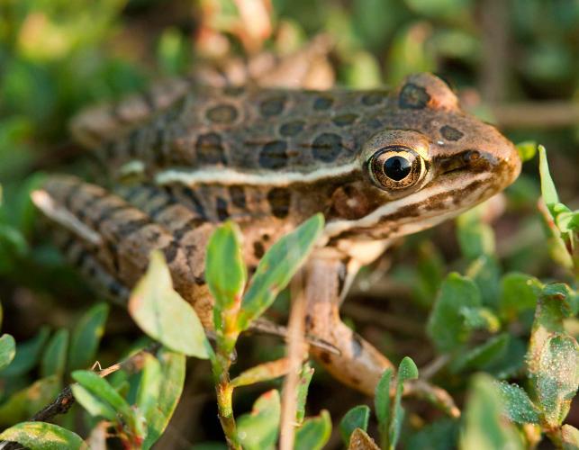 Photo of a plains leopard frog in grass.
